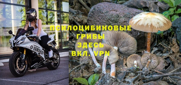 PSILOCYBIN Аркадак