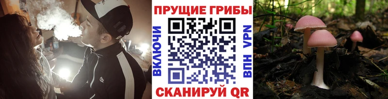наркота  Почеп  Галлюциногенные грибы Cubensis 